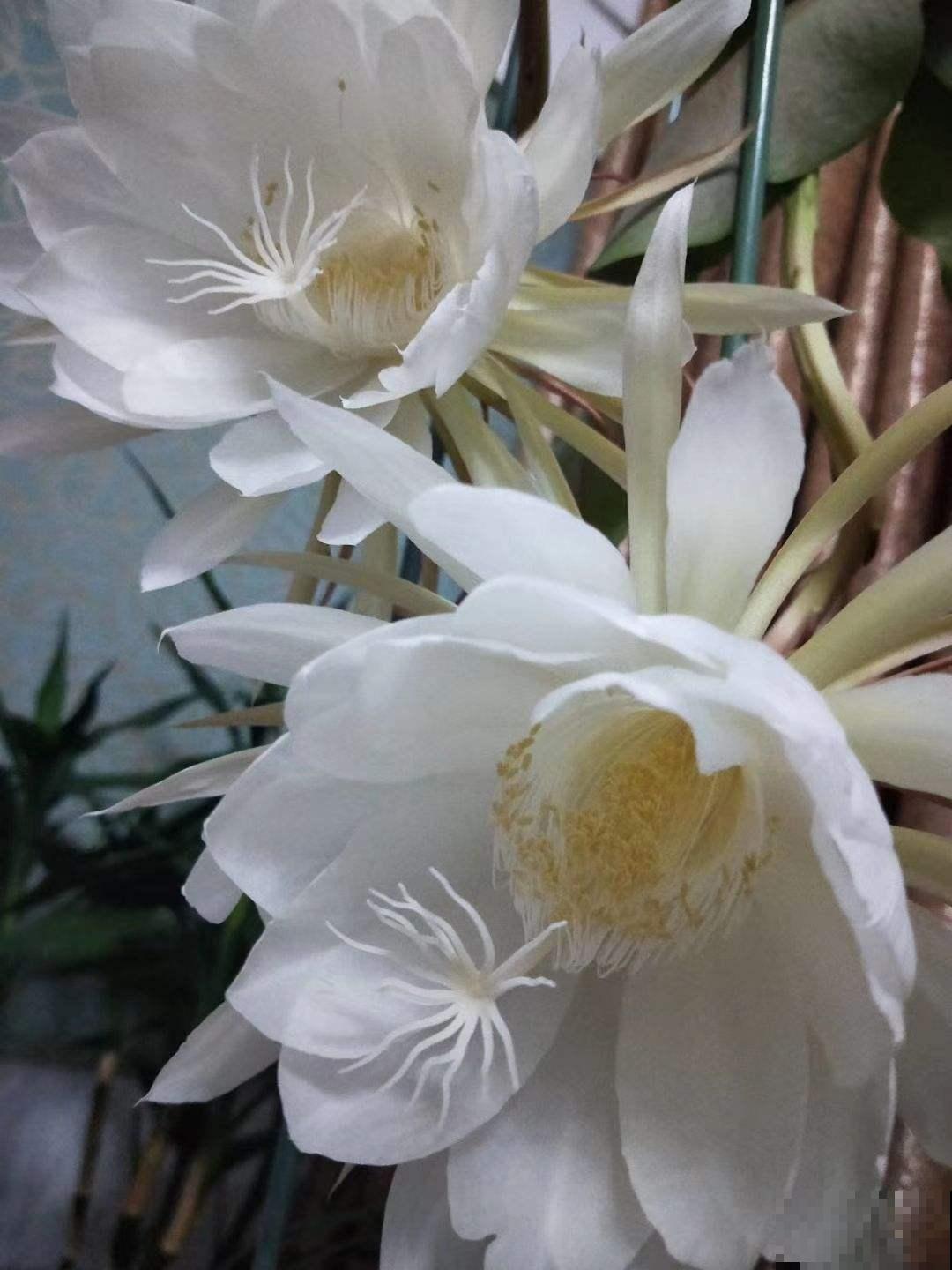 无肉不欢？这4种植物比你还爱吃肉，再加点酒长得更欢！