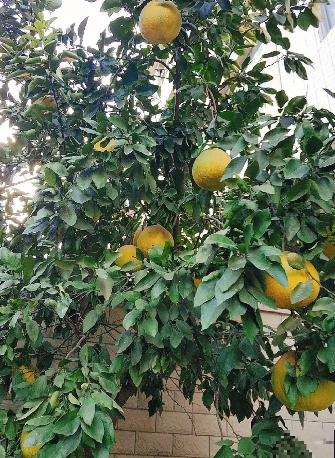 院子里种棵守家果树,镇宅风水好,旺人旺家 院子里种棵守家果树,镇宅风水好,旺人旺家