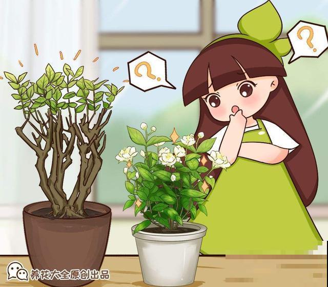 5种错误养花法，招招“致命”，看你有没有中