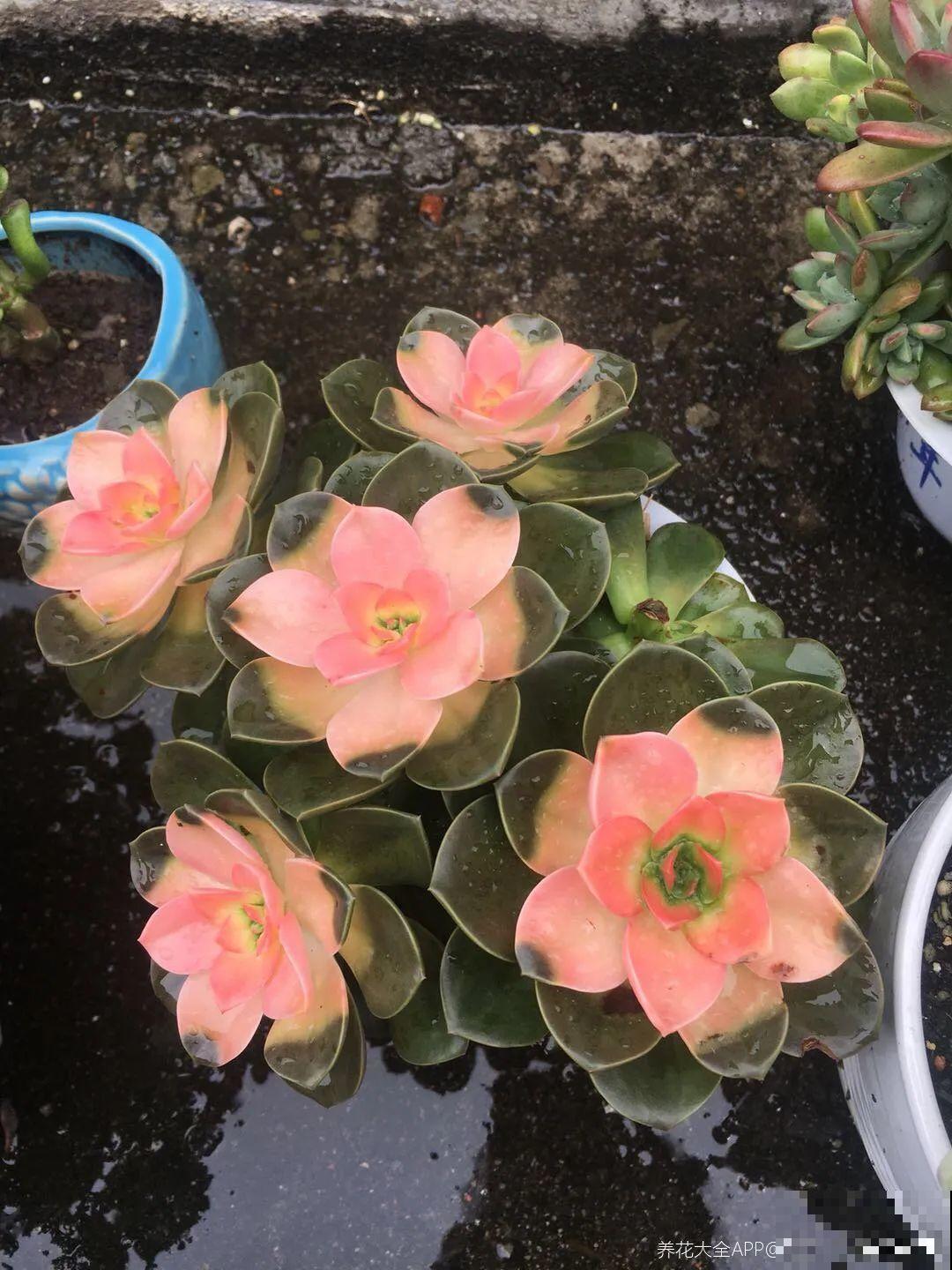 花盆里插朵花,装成天堂鸟,谁买谁上当 花盆里插朵花,装成天堂鸟,谁买谁上当