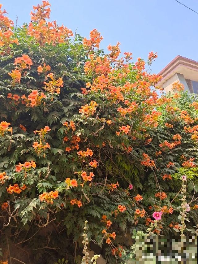 4种花就是吸血鬼，不能被缠上，否则死翘翘