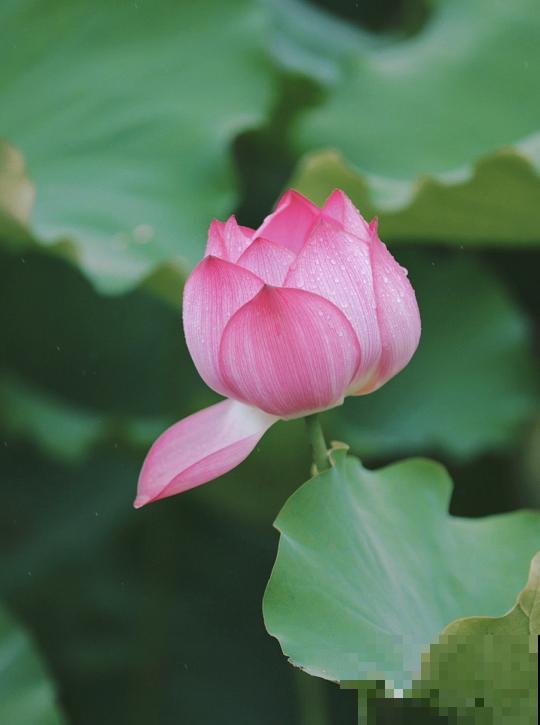一句诗一种花,根据诗句猜花名,全猜对的是个文化人 一句诗一种花,根据诗句猜花名,全猜对的是个文化人