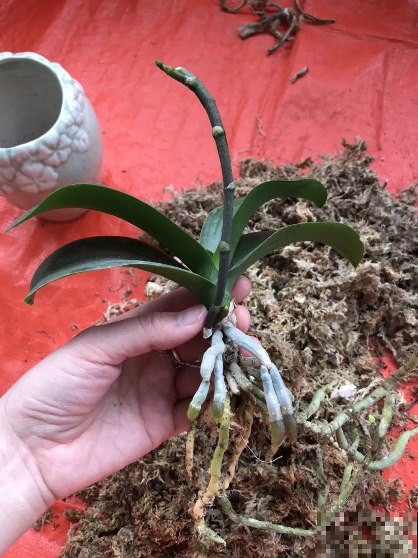 秋老虎来了，9种花进入“死期”，切莫大意！