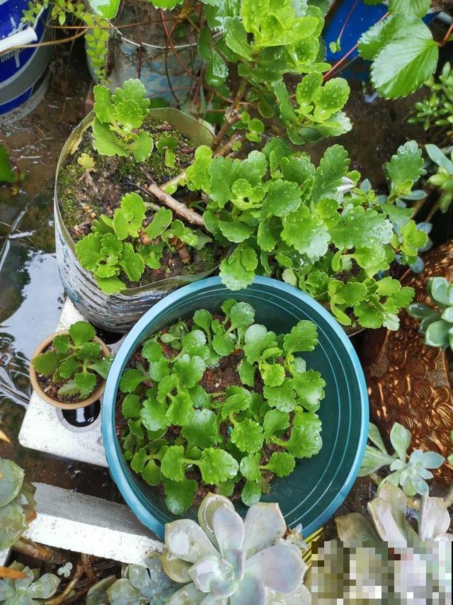 20种花,天凉了赶紧剪,来年开花有多又艳! 20种花,天凉了赶紧剪,来年开花有多又艳!