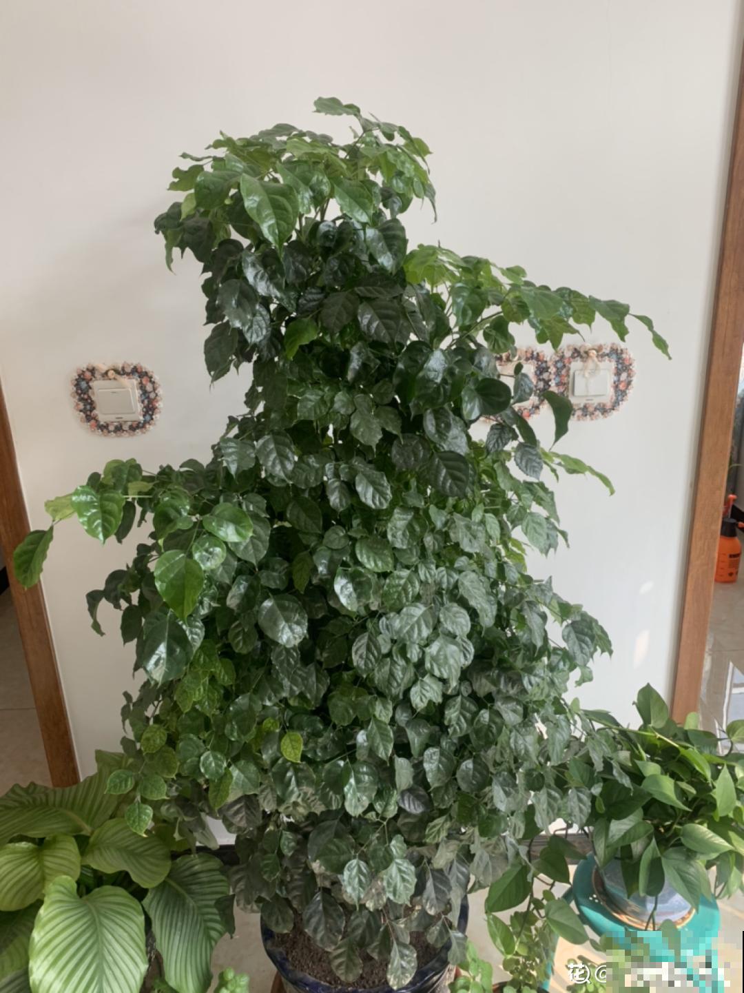 20种花秋天浇水避坑指南,现在就注意,来年长更好! 20种花秋天浇水避坑指南,现在就注意,来年长更好!