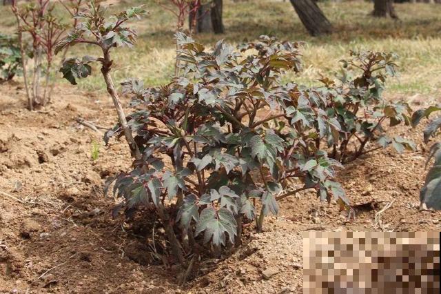 这花只能秋天养,埋土里就活,晚了再等一整年! 这花只能秋天养,埋土里就活,晚了再等一整年!