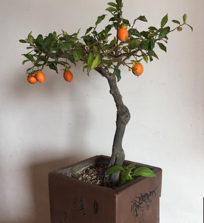 植物界的4种“老寿星”,抱回家一盆,养能养几十年! 植物界的4种“老寿星”,抱回家一盆,养能养几十年!