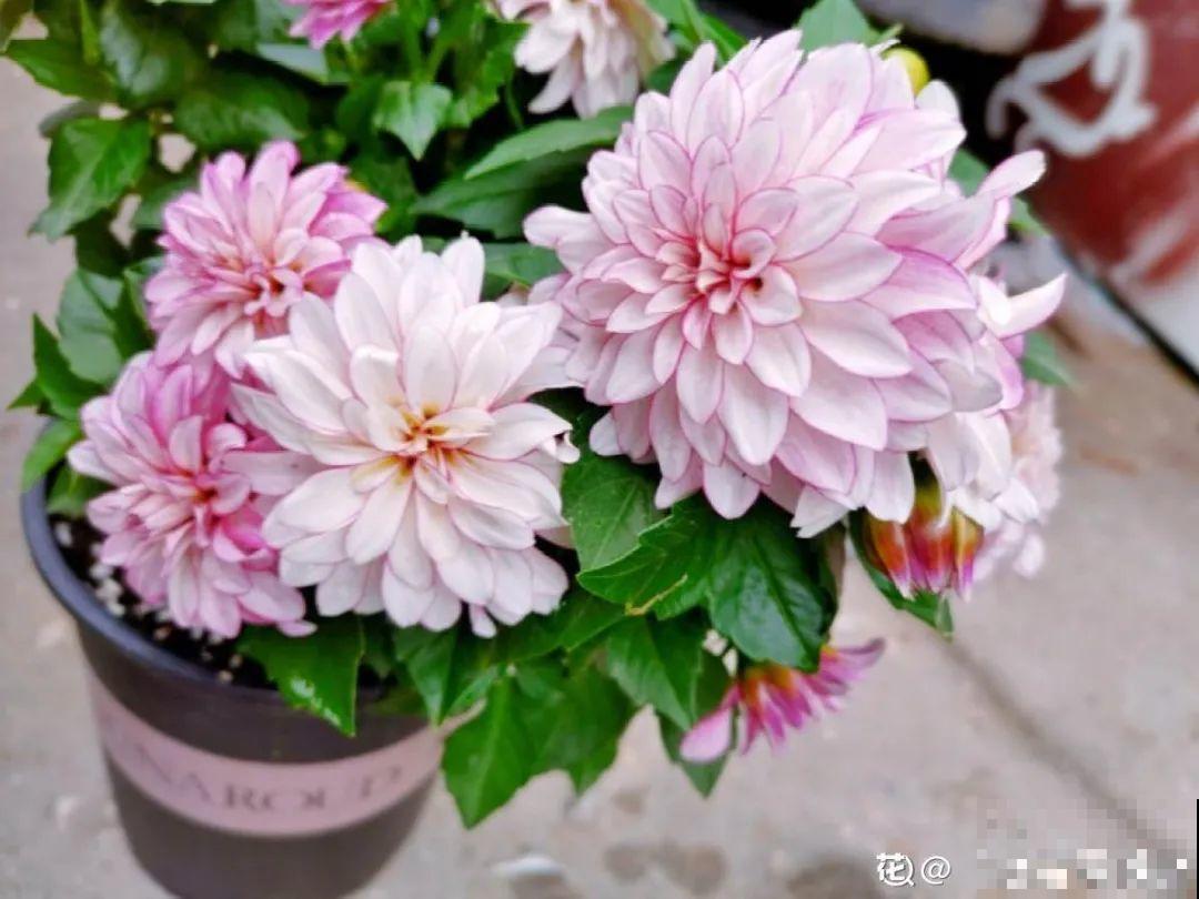 看图猜花名，100道题，测你的养花天分！