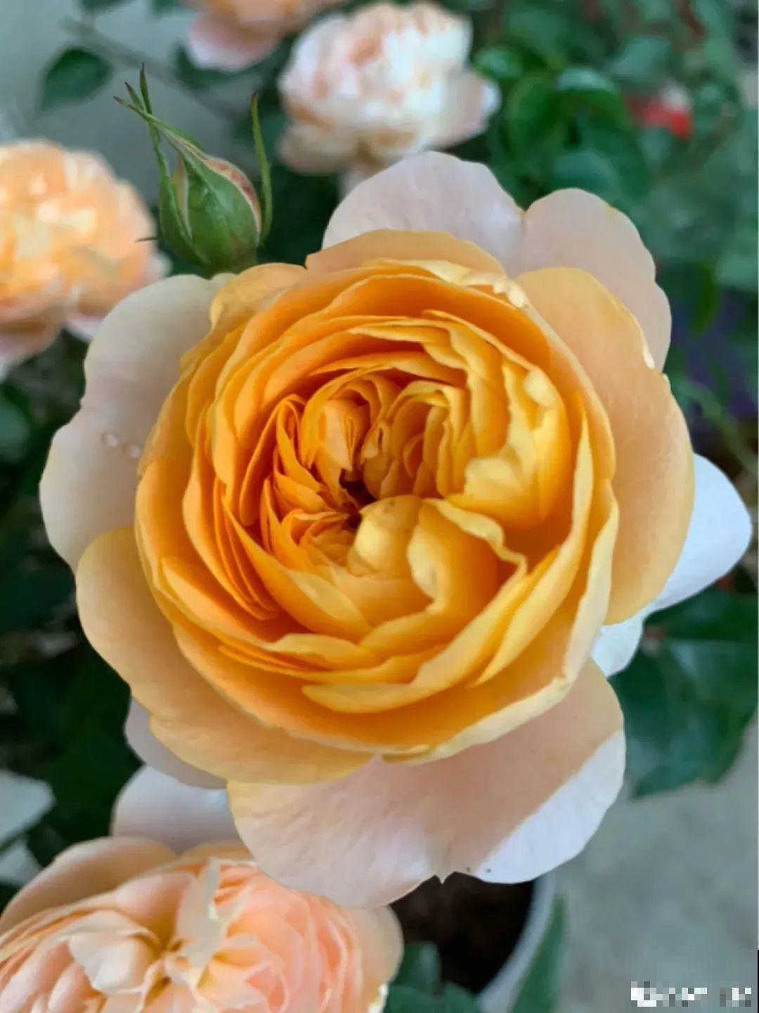 养月季会上瘾,尤其是这9种,秋天长出大花苞 养月季会上瘾,尤其是这9种,秋天长出大花苞