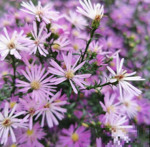 荷兰菊特好养，扔下种子就能长，轻松爆盆！