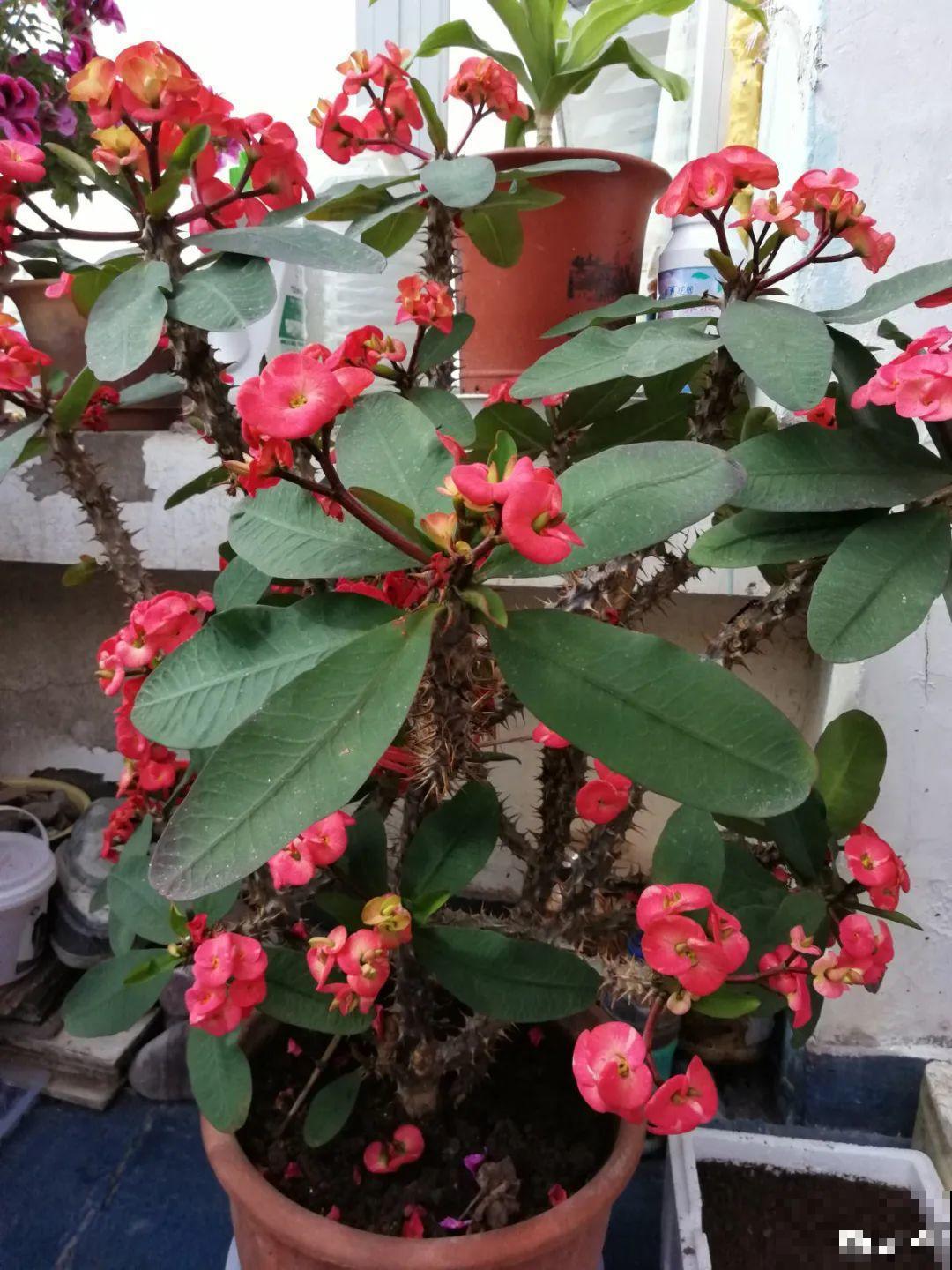 卧室养花要警惕，选不对，让你整夜睡不着！