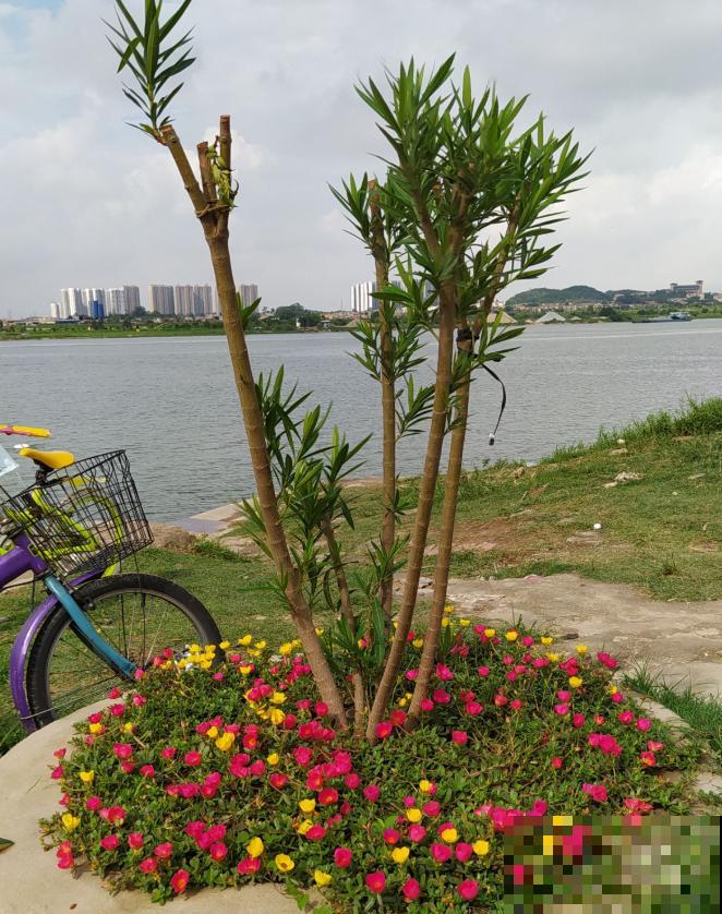 七旬老人,花6年时间在江边造花园,大风大浪都不怕! 七旬老人,花6年时间在江边造花园,大风大浪都不怕!