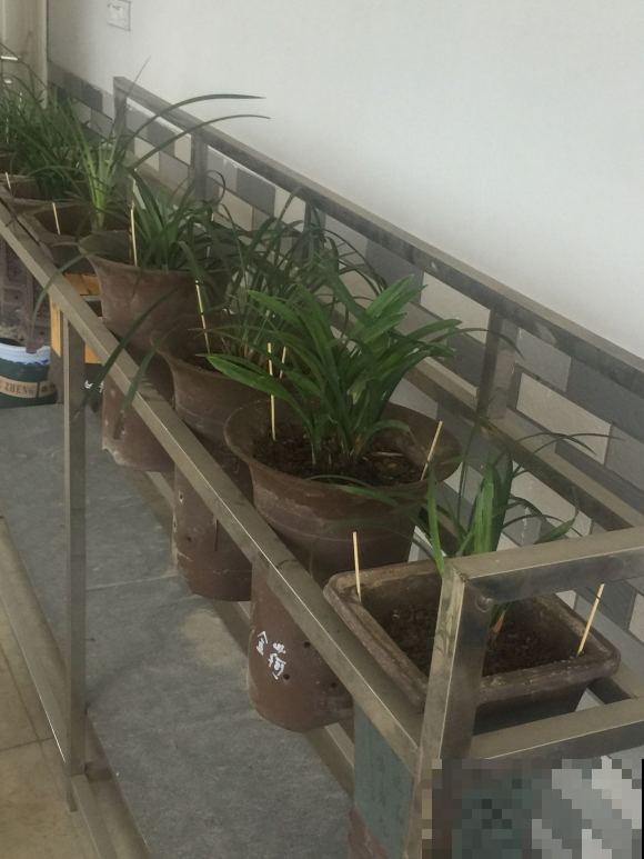 浇水时注意一个细节,花喝了长得超快,大白根又密又壮! 浇水时注意一个细节,花喝了长得超快,大白根又密又壮!