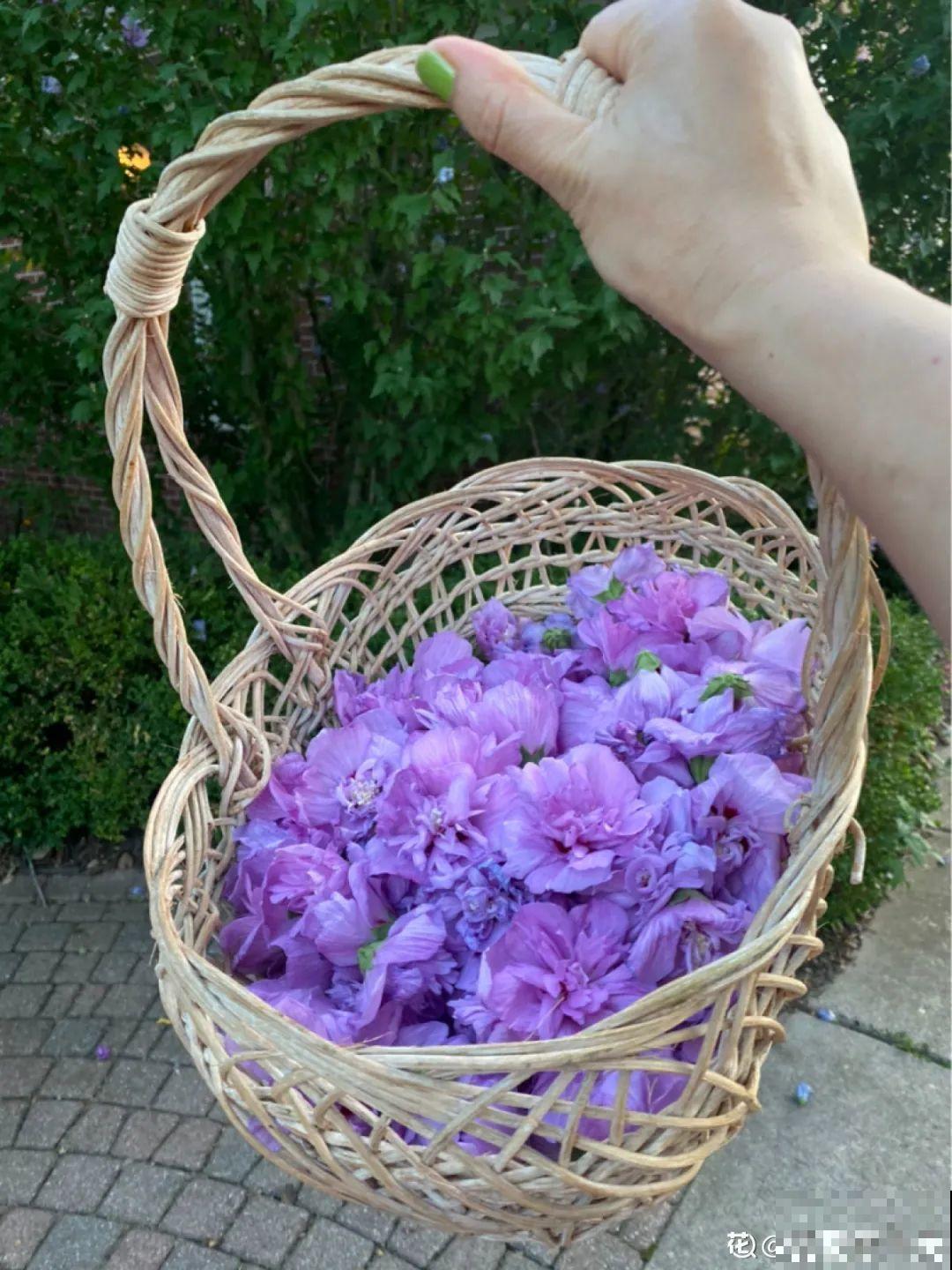 秋天野菜贵如金，赶紧上山挖，很快就老了