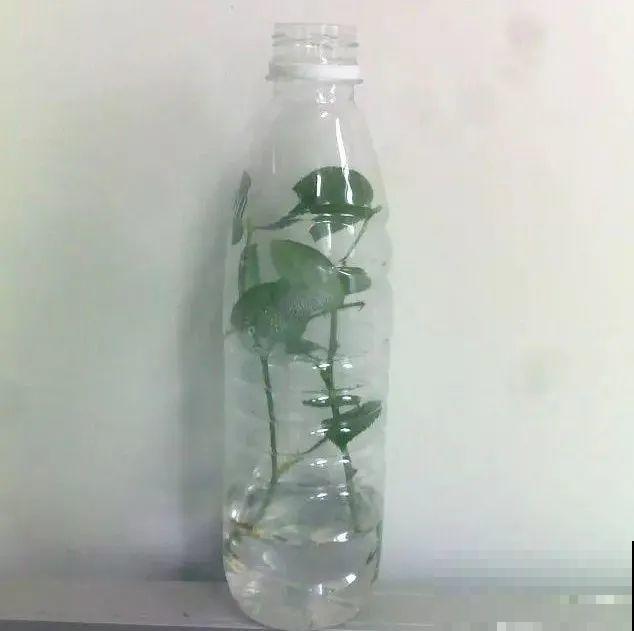 扦插有啥难？1根吸管，插活6盆花，太简单了！