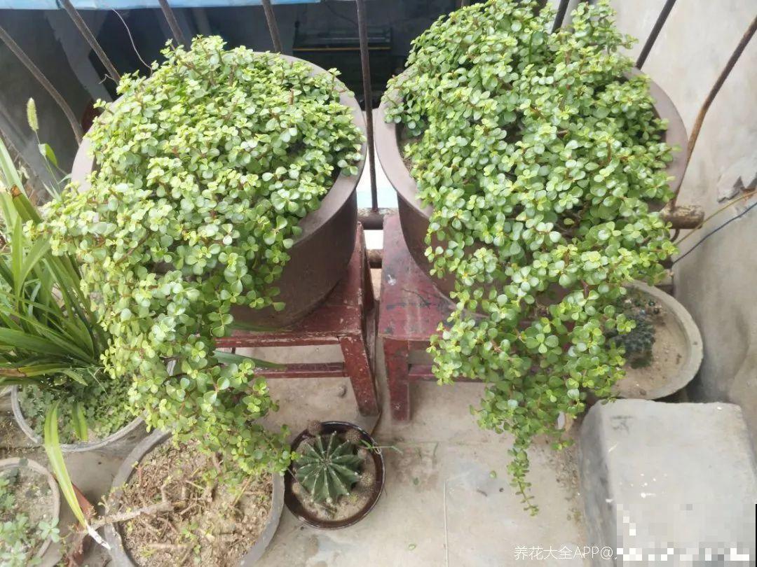 养金枝玉叶,剪成“歪脖子”,越歪越值钱! 养金枝玉叶,剪成“歪脖子”,越歪越值钱!