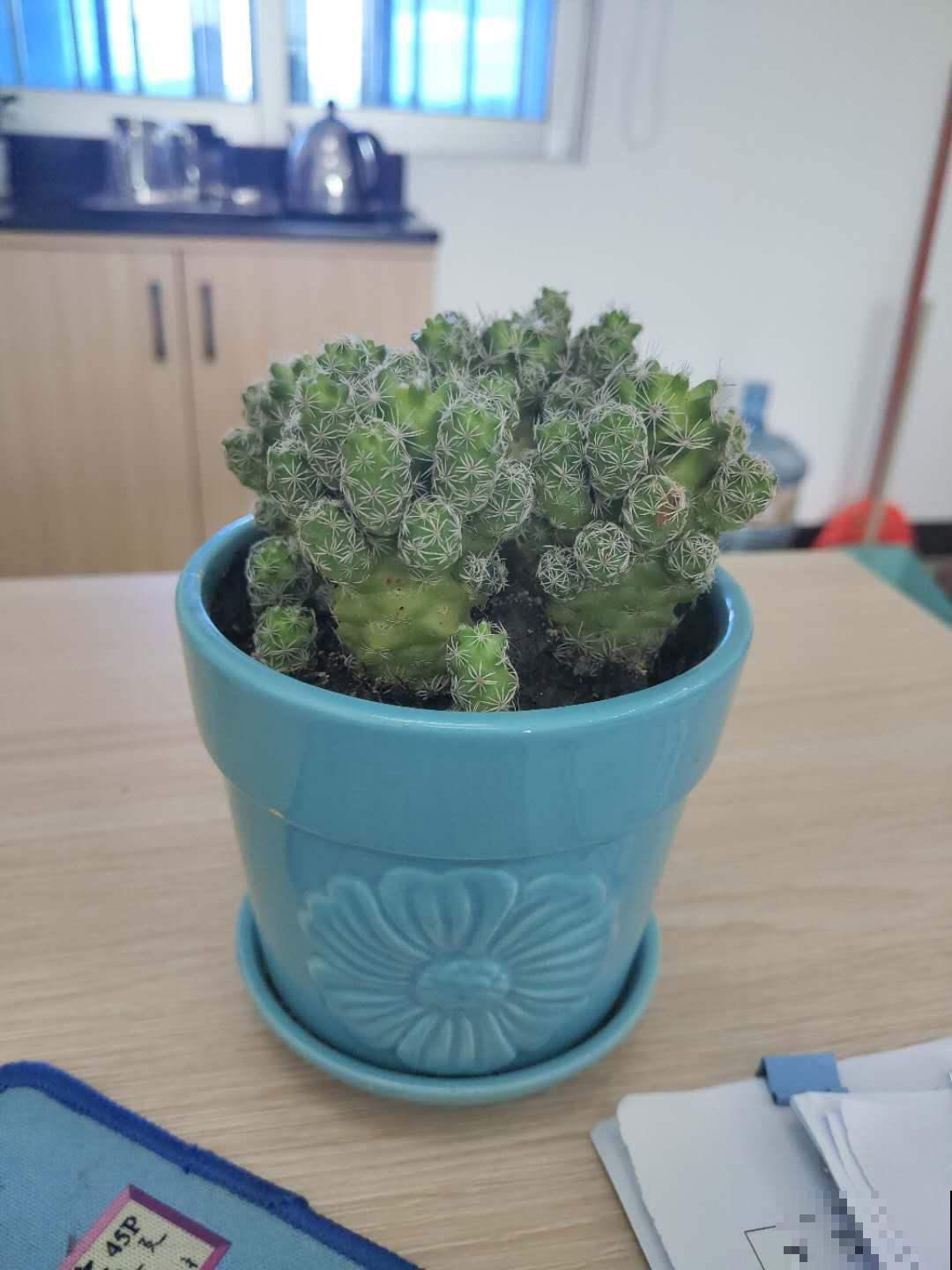 摆上这些北欧风的网红植物,家里想不高大上都难! 摆上这些北欧风的网红植物,家里想不高大上都难!