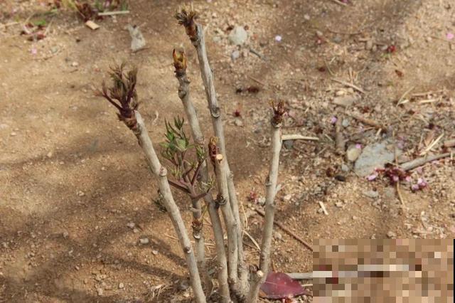 这花只能秋天养,埋土里就活,晚了再等一整年! 这花只能秋天养,埋土里就活,晚了再等一整年!