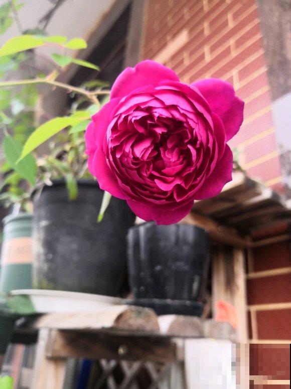 10种月季枝条太软，大家都说垂头，结果吊起来养超惊艳！