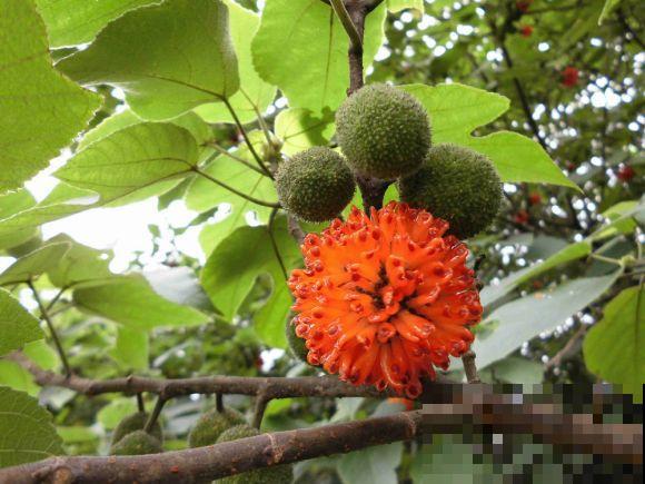 构树全身都是宝,花穗和果子都能吃,叶子还能洗碗! 构树全身都是宝,花穗和果子都能吃,叶子还能洗碗!