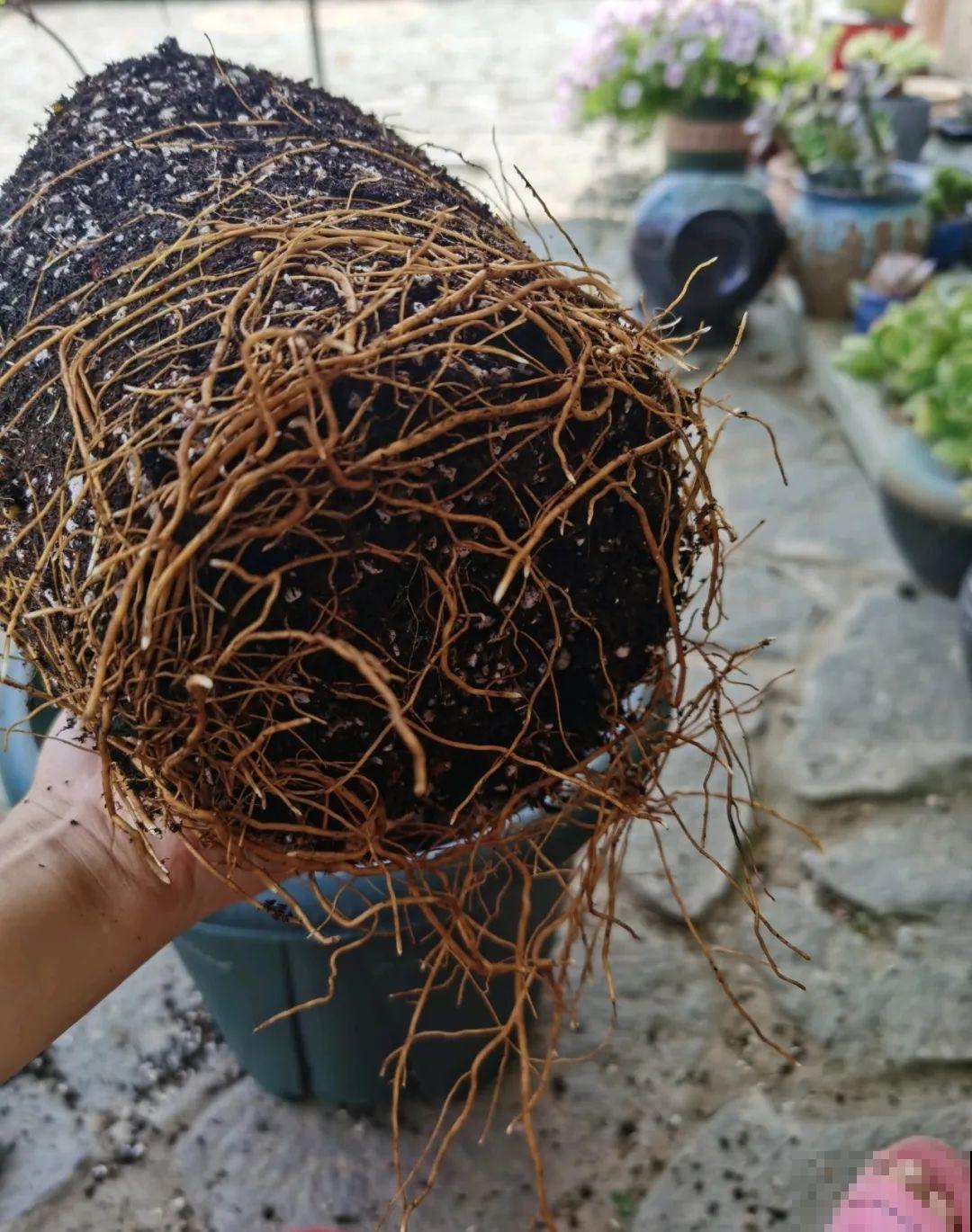 养花最重要的就是选花盆，花盆选错了，花都长不好