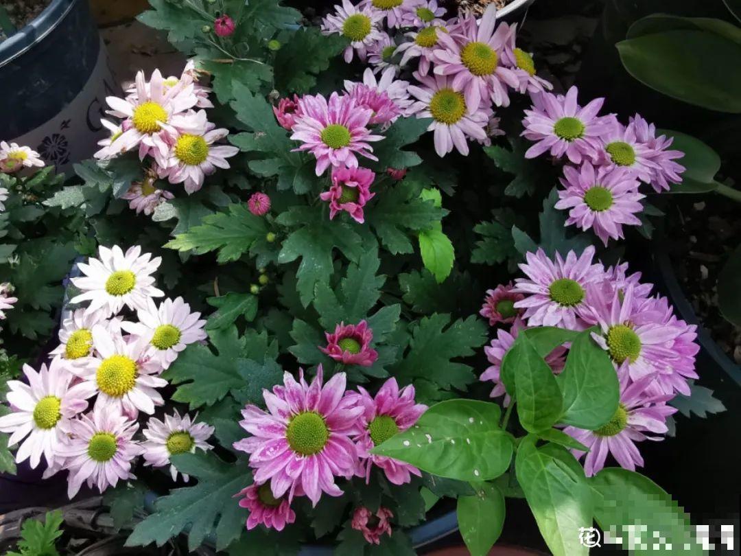 9月生日花，又美又香，寓意极好！