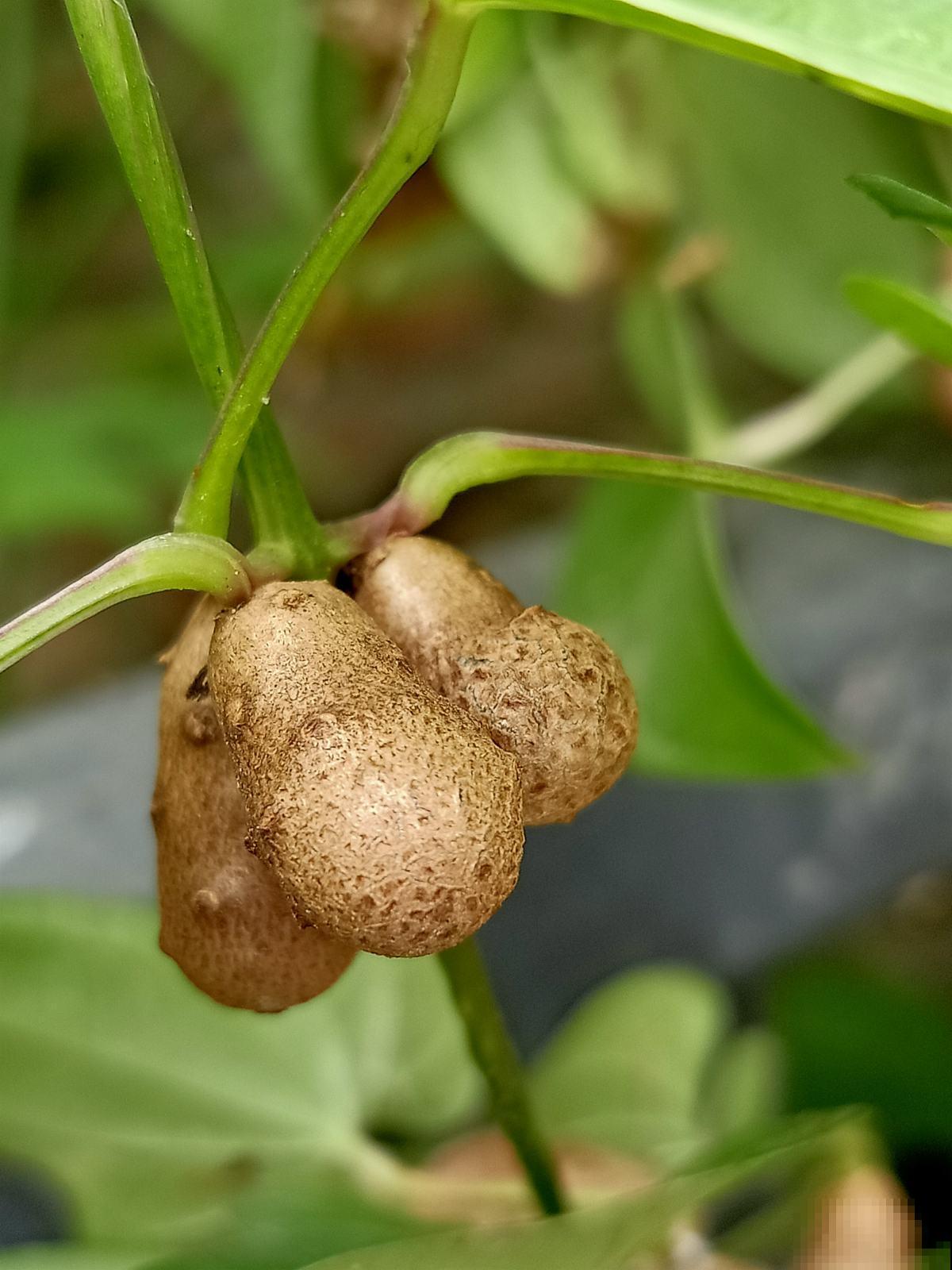 一节山药埋土里,长成嫩绿盆栽,还能顺杆爬满墙 一节山药埋土里,长成嫩绿盆栽,还能顺杆爬满墙