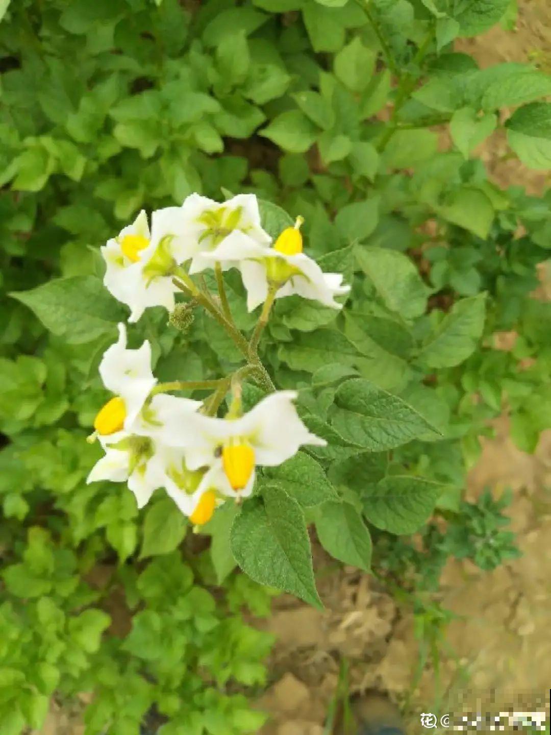 农村养出的“宝藏”花,精致可爱,一点也不土气! 农村养出的“宝藏”花,精致可爱,一点也不土气!