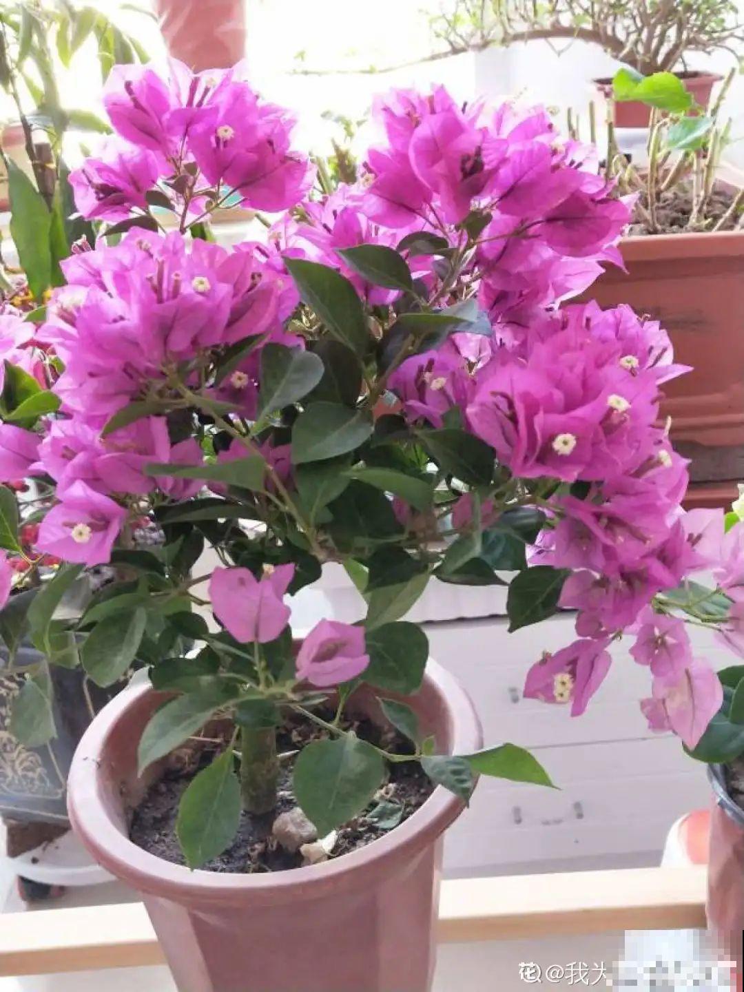 家里养3种花,最怕遇见这个,抓紧避免才能疯长! 家里养3种花,最怕遇见这个,抓紧避免才能疯长!