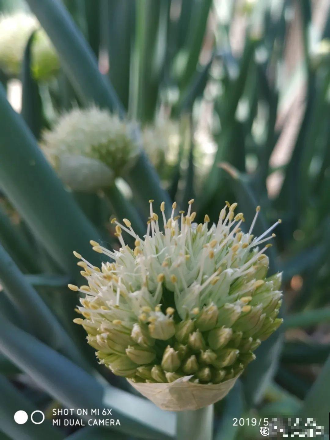 农村养出的“宝藏”花,精致可爱,一点也不土气! 农村养出的“宝藏”花,精致可爱,一点也不土气!