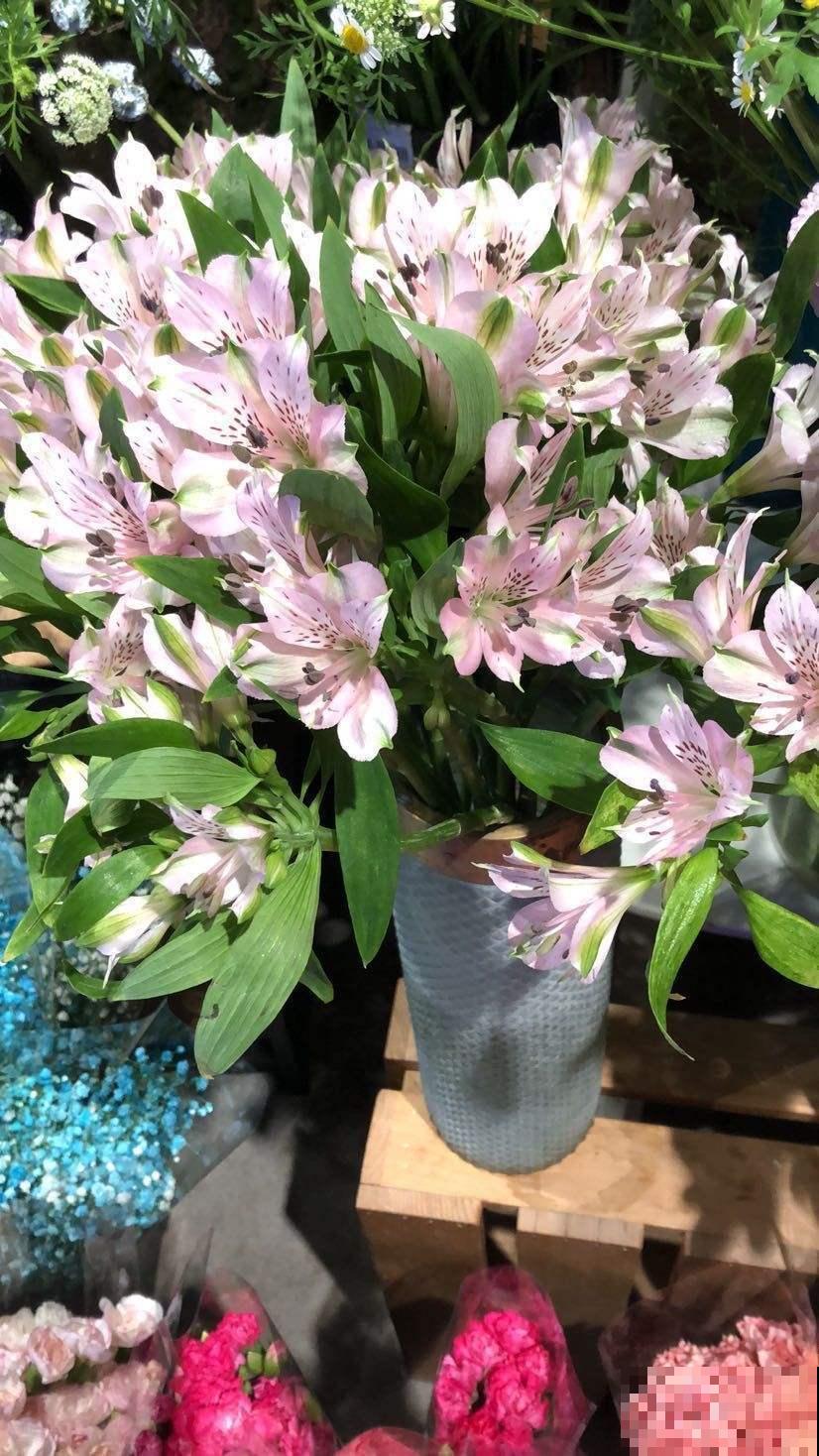 花友新宠六出花,鲜艳俏丽,开满盆特喜庆! 花友新宠六出花,鲜艳俏丽,开满盆特喜庆!