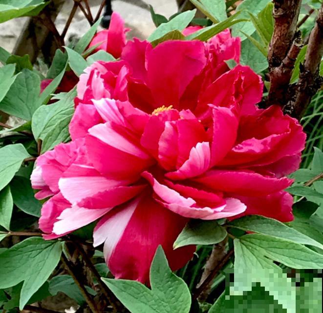 4种花只能北方养，南方种不了，只因温度太高！