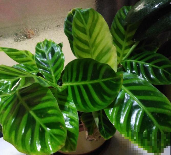 叶子发黄，就这4个原因，看完就明白了！