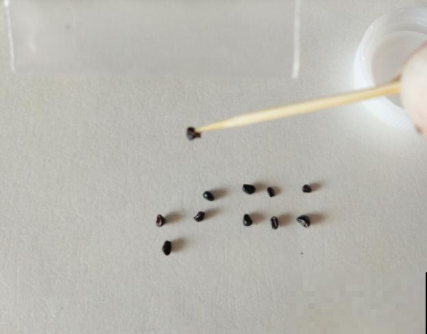 开花的仙人球,刷一下、结籽千千万,撒土里冒一盆苗! 开花的仙人球,刷一下、结籽千千万,撒土里冒一盆苗!