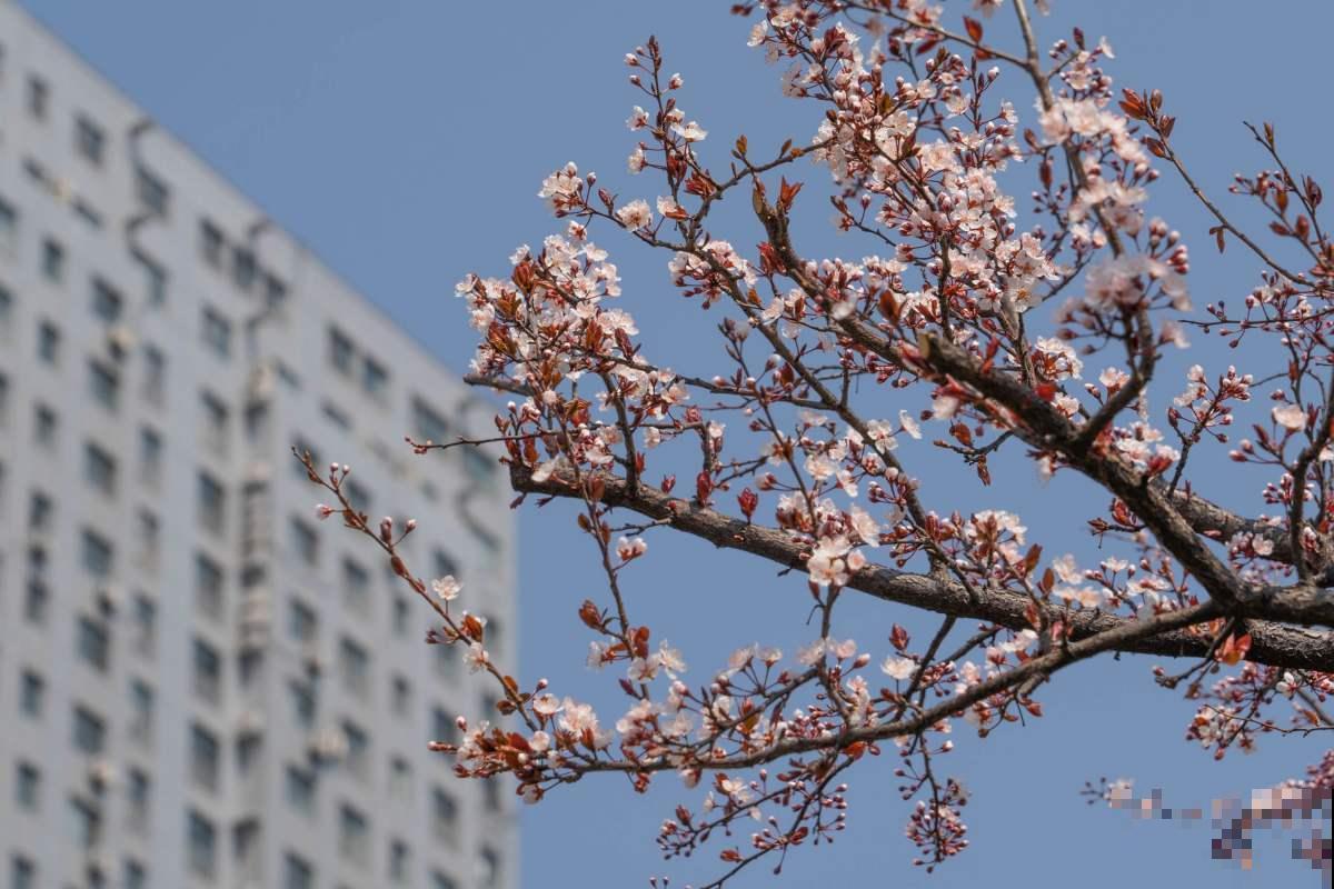 5步种好盆栽紫叶李,简单还省钱,来年果子长满盆! 5步种好盆栽紫叶李,简单还省钱,来年果子长满盆!