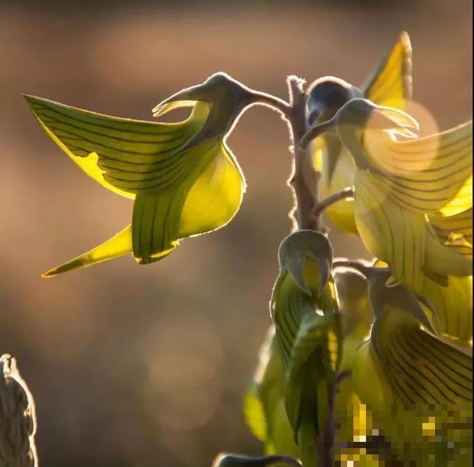 青鸟花,被束缚住的“蜂鸟”,美得太逼真! 青鸟花,被束缚住的“蜂鸟”,美得太逼真!