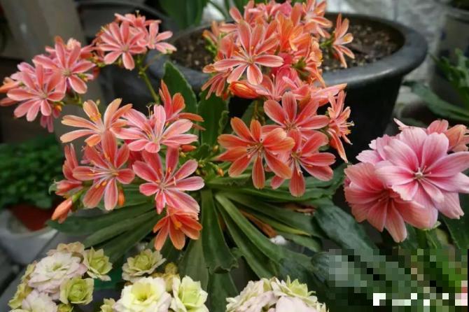 都说多肉开花要剪掉,这种多肉千万别剪,看的就是花! 都说多肉开花要剪掉,这种多肉千万别剪,看的就是花!