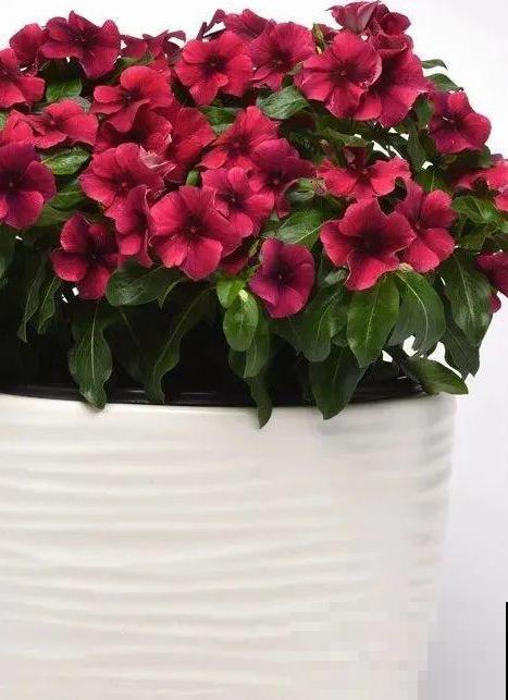 1种花是开花机器，只要温度合适，一年四季都能开花