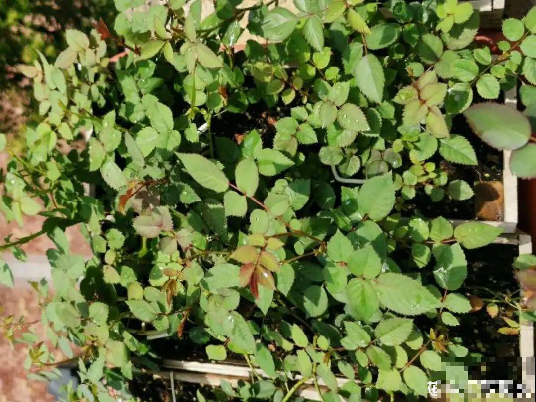 6种花,现在长的快,多浇水、勤施肥! 6种花,现在长的快,多浇水、勤施肥!