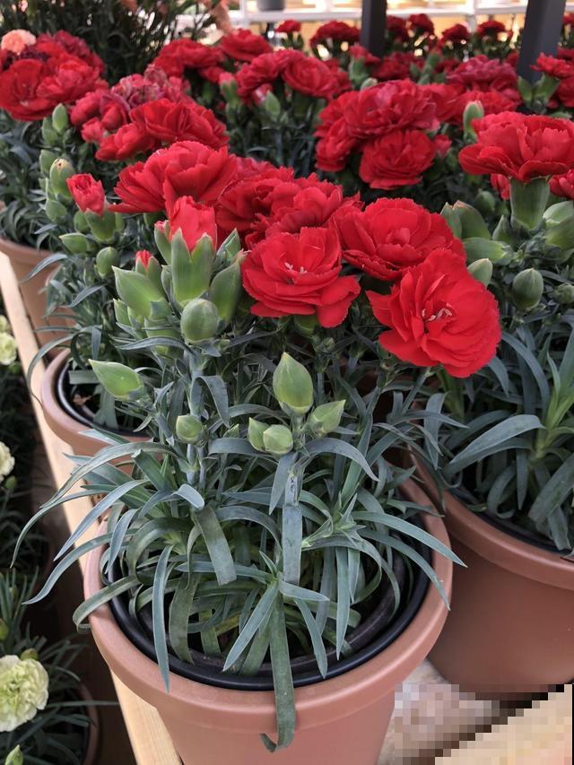 石竹好看还好养,连续开花5个月,秋天错过太可惜 石竹好看还好养,连续开花5个月,秋天错过太可惜