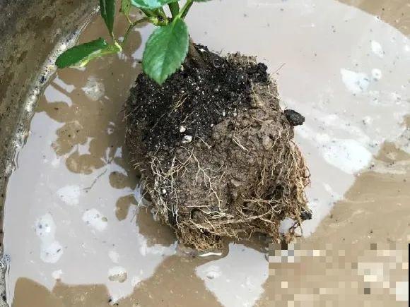 你扔的花,我捡回家,半个月起死回生! 你扔的花,我捡回家,半个月起死回生!