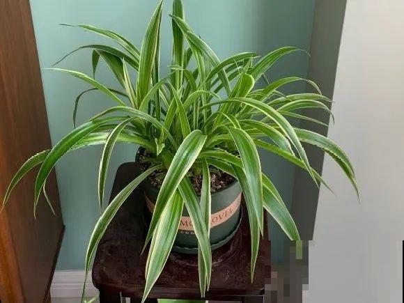 养花不一定要用大花盆，8种花要换小盆，挤着养才能长好