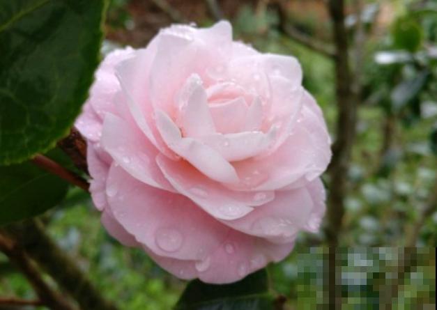 这些花都有一个共同的品种名,买花时,不要搞混了! 这些花都有一个共同的品种名,买花时,不要搞混了!