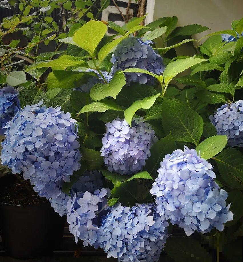 10种耐阴花，放在角落里，开花长成大树！