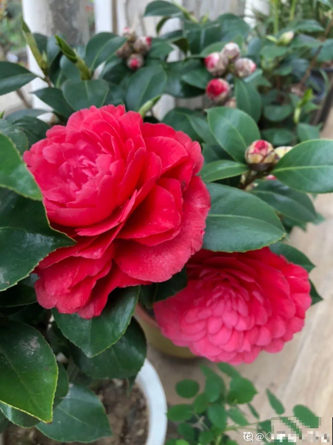 11种花,下个月就开花,现在养护是关键! 11种花,下个月就开花,现在养护是关键!