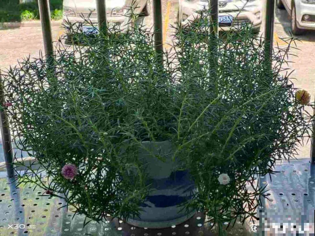 都说这花很好养,为啥还是养死了?就是因为管不住手! 都说这花很好养,为啥还是养死了?就是因为管不住手!