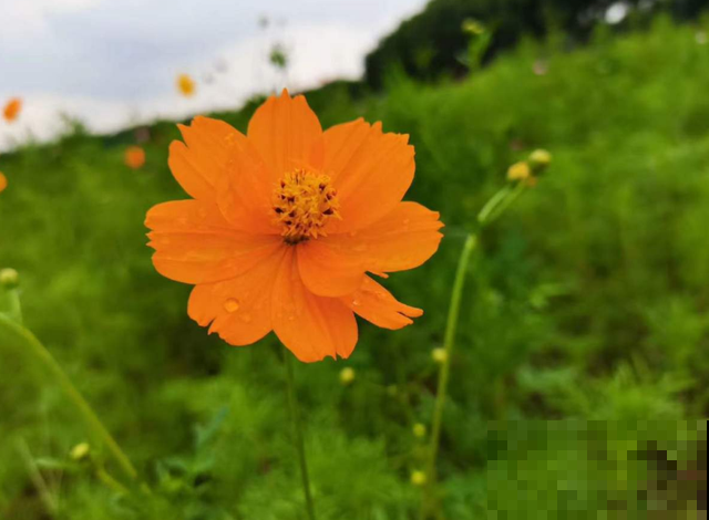 硫华菊金灿灿,阳台种几盆,每天活力满满! 硫华菊金灿灿,阳台种几盆,每天活力满满!