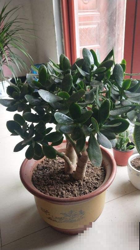 常见5种花,秋天浇水要谨慎,浇对了才能长得更旺盛 常见5种花,秋天浇水要谨慎,浇对了才能长得更旺盛