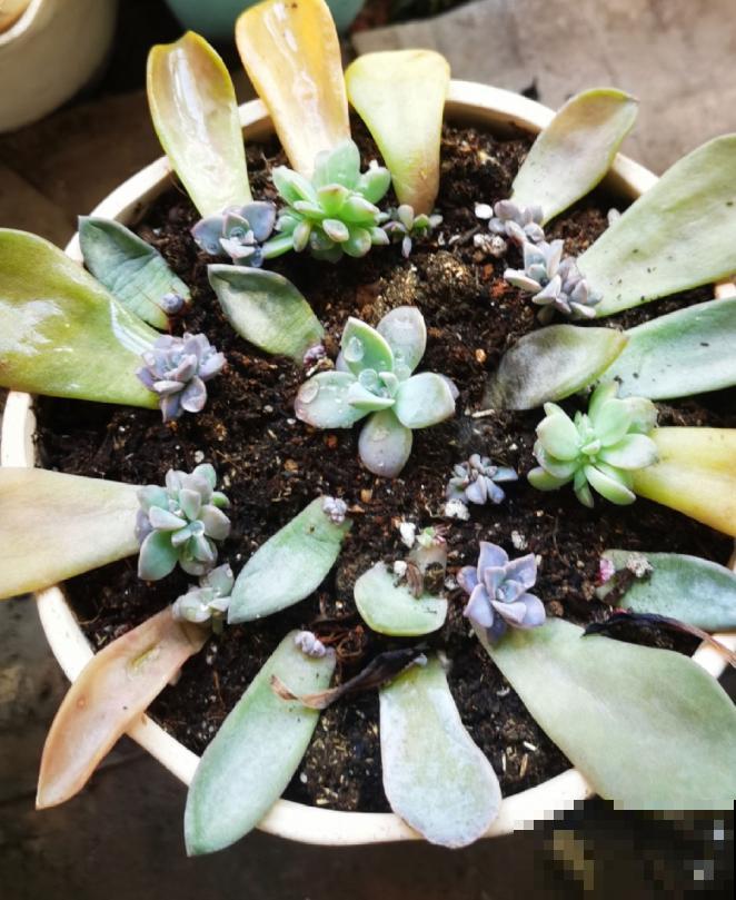 多肉叶插方法详解,一片叶子,就能让你变大户! 多肉叶插方法详解,一片叶子,就能让你变大户!