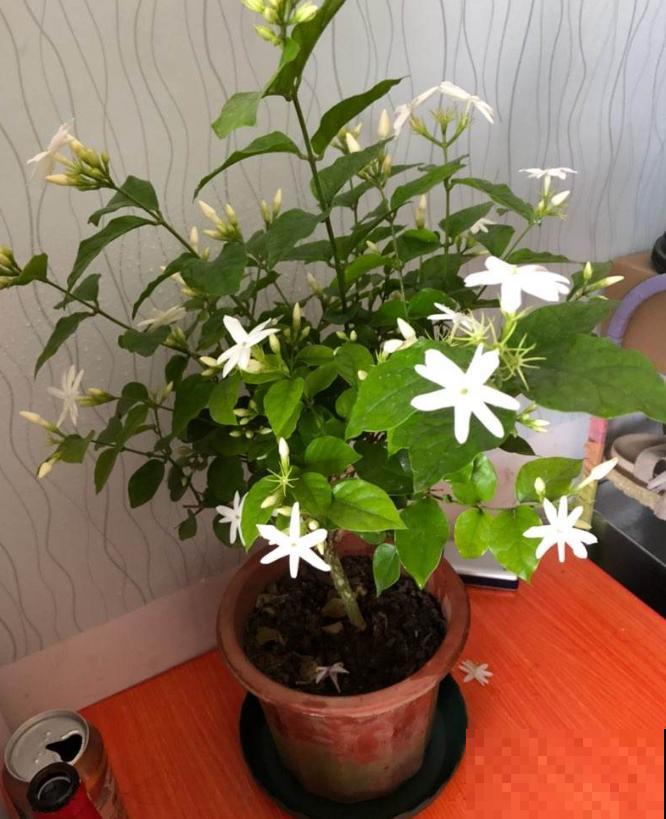 养这4种花，就得配好土，不黄叶不烂根！